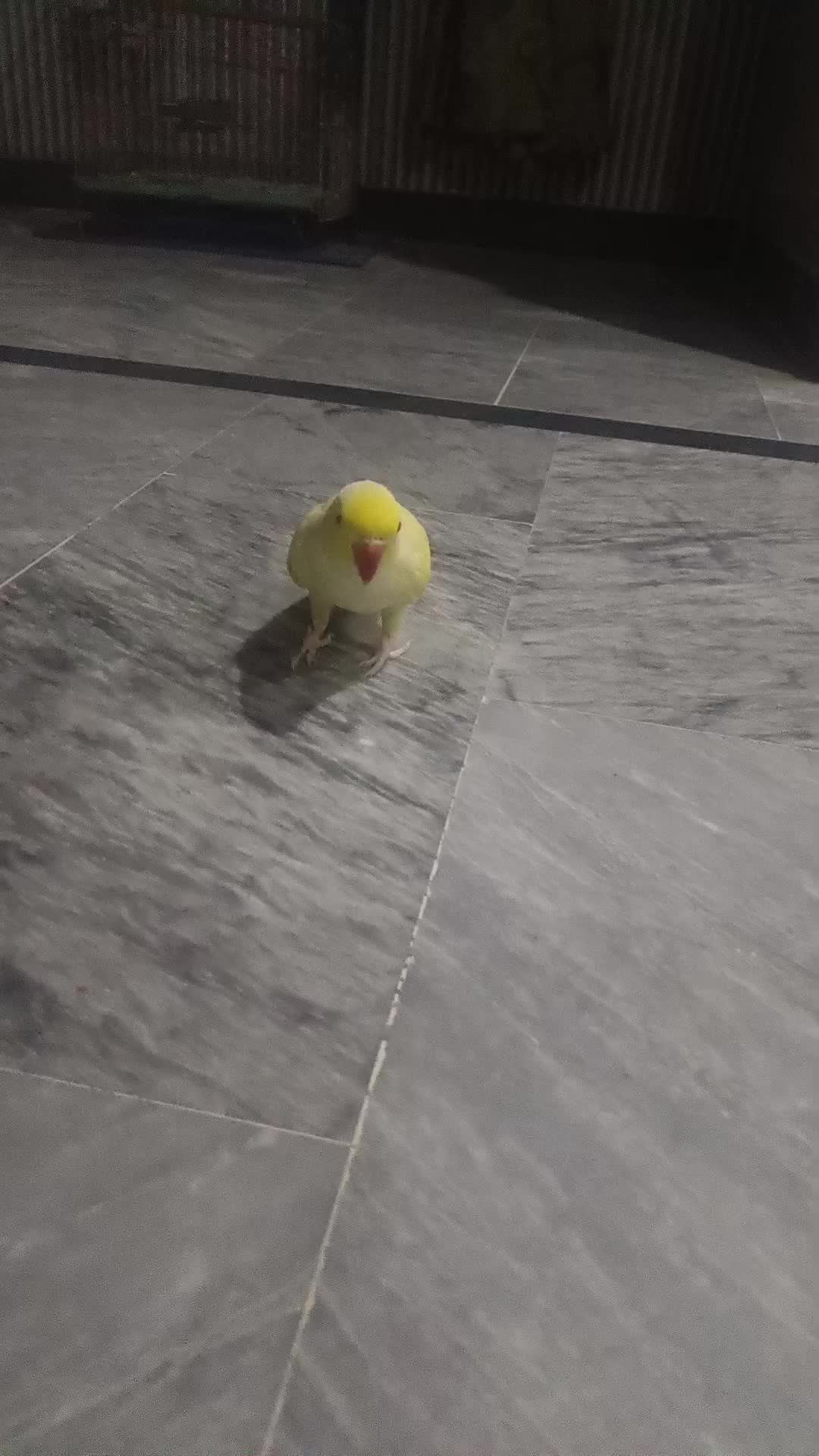 @A F F A N
