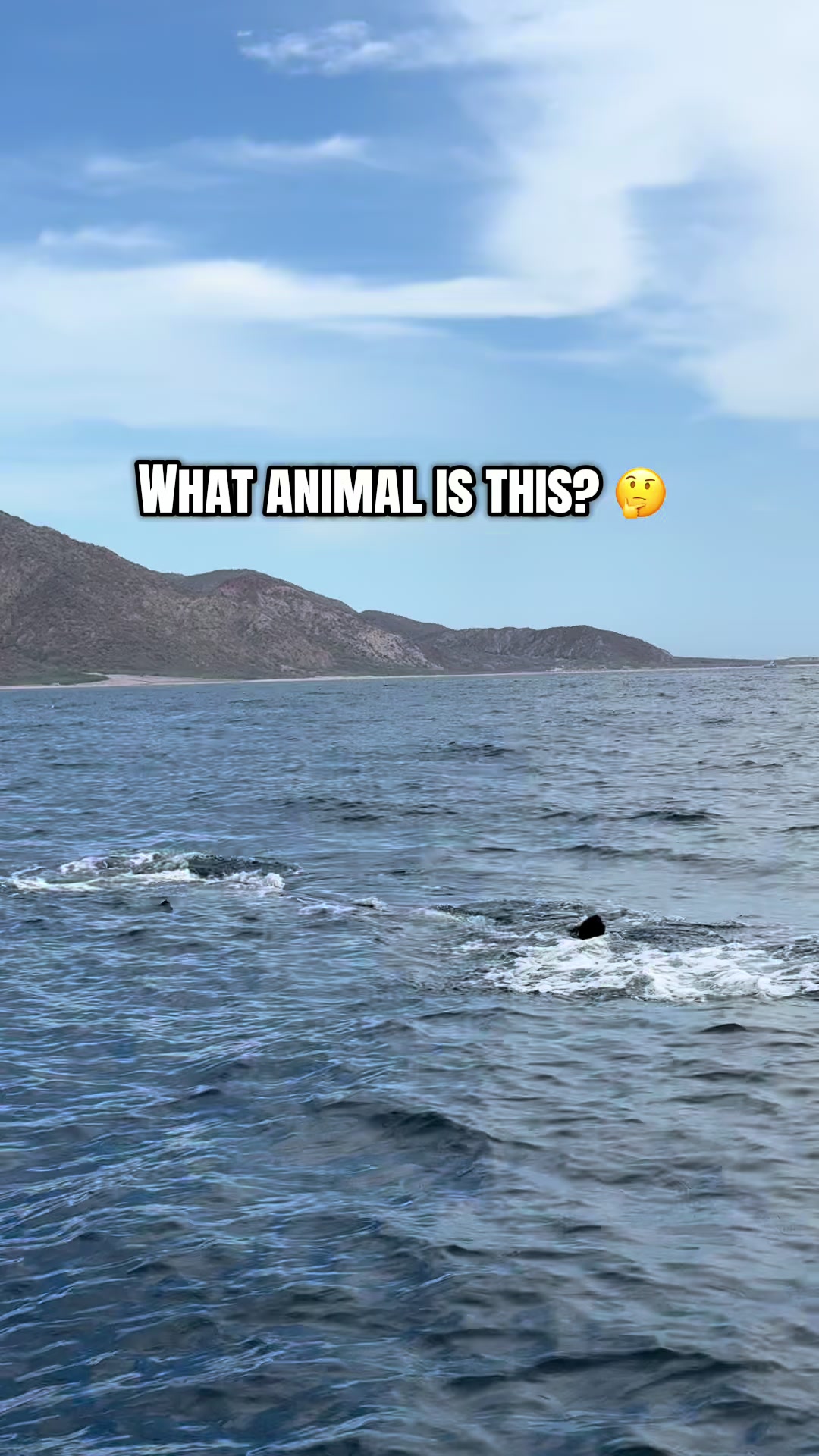 @SCUBA DAN 🦈