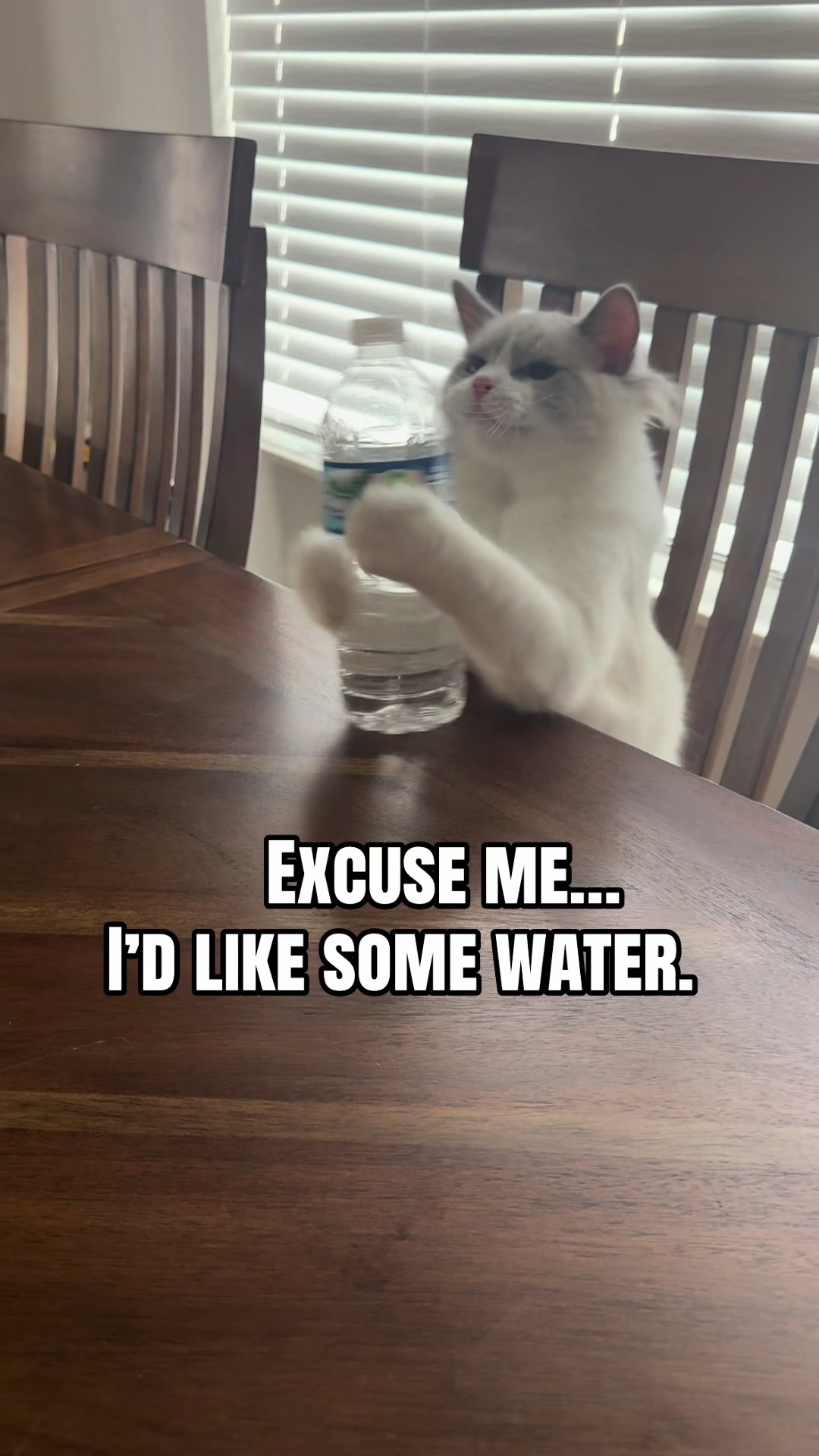 @Milo The Ragdoll Cat