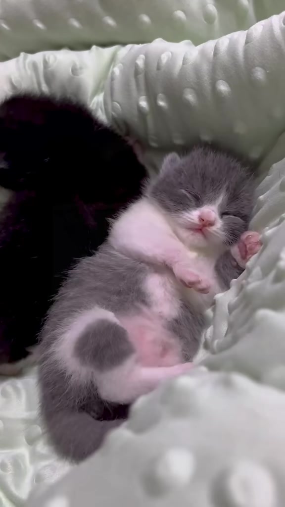@catbosssss