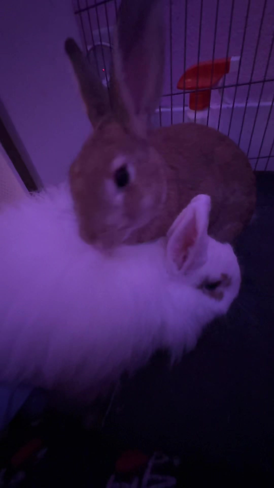 @BUNNY BUNNY ๐ฐ ๐