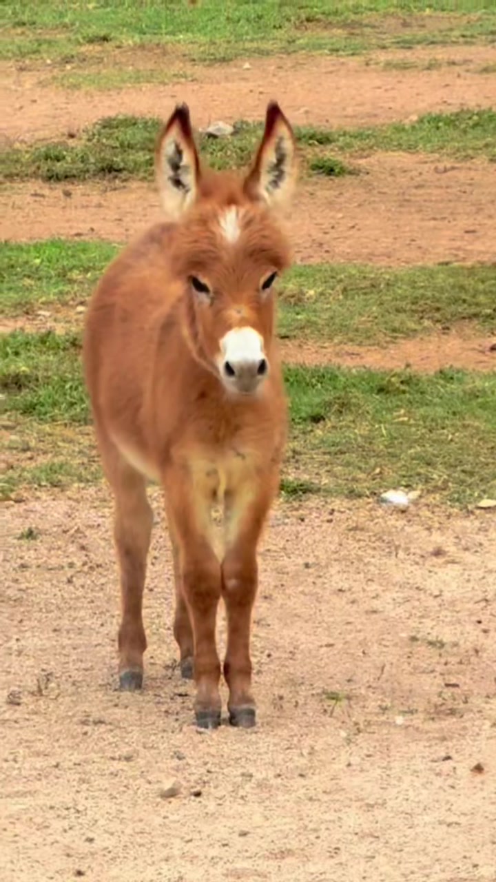 @Cypress Farm Donkeys