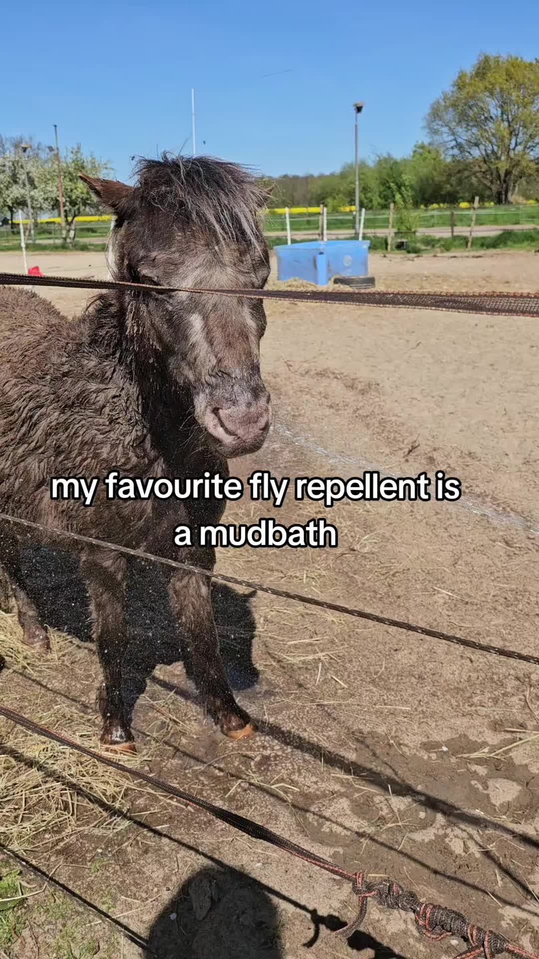 @Dino and horses