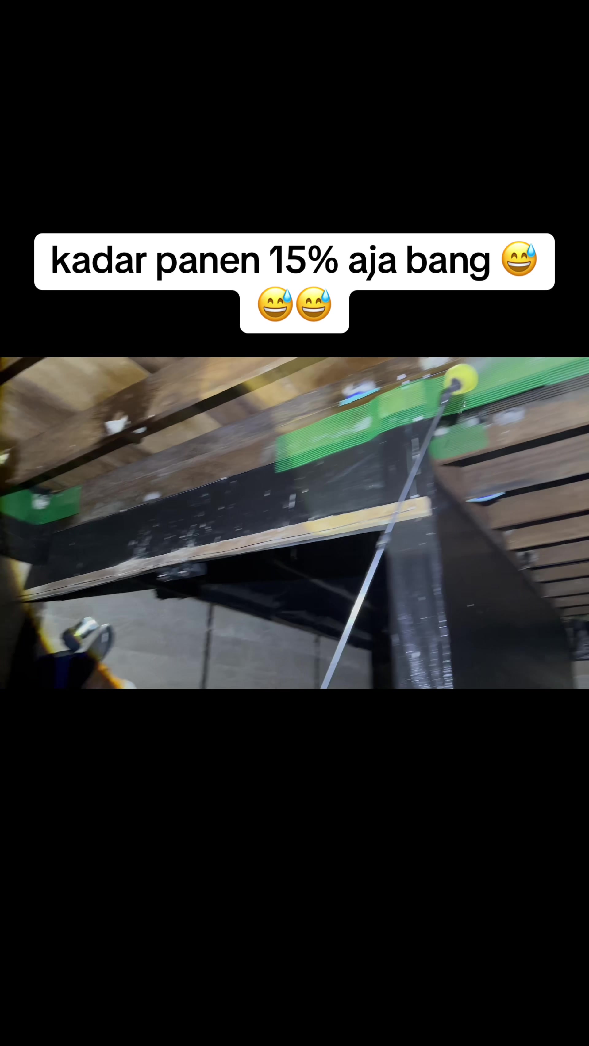 @Walet Rimba Kalimantan