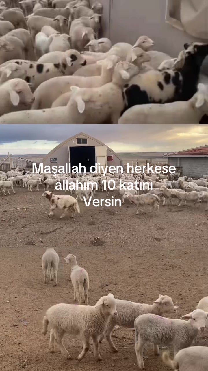 @KAPAKLIKAYA HAYVANCILIK