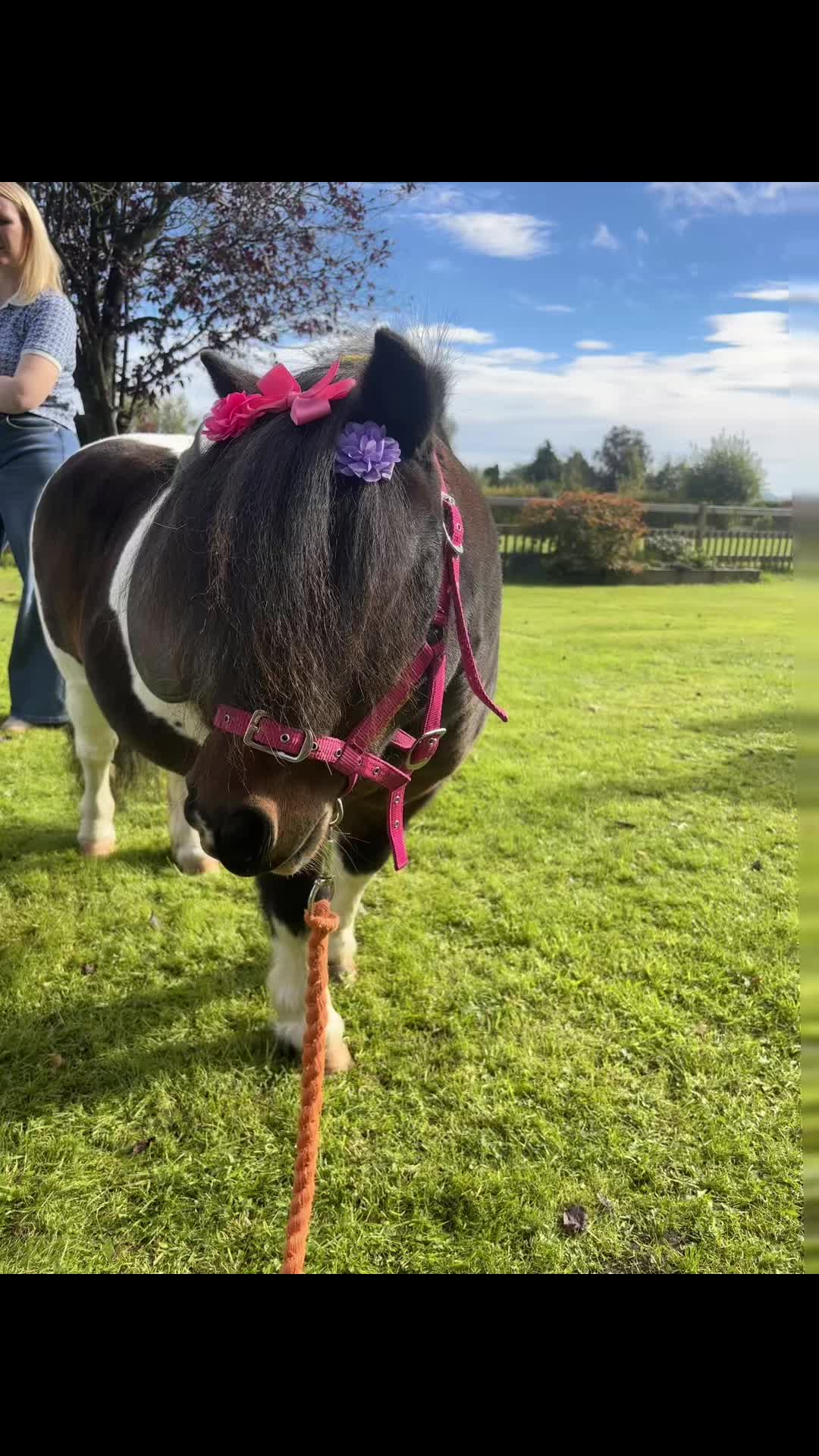 @diamondponyparties