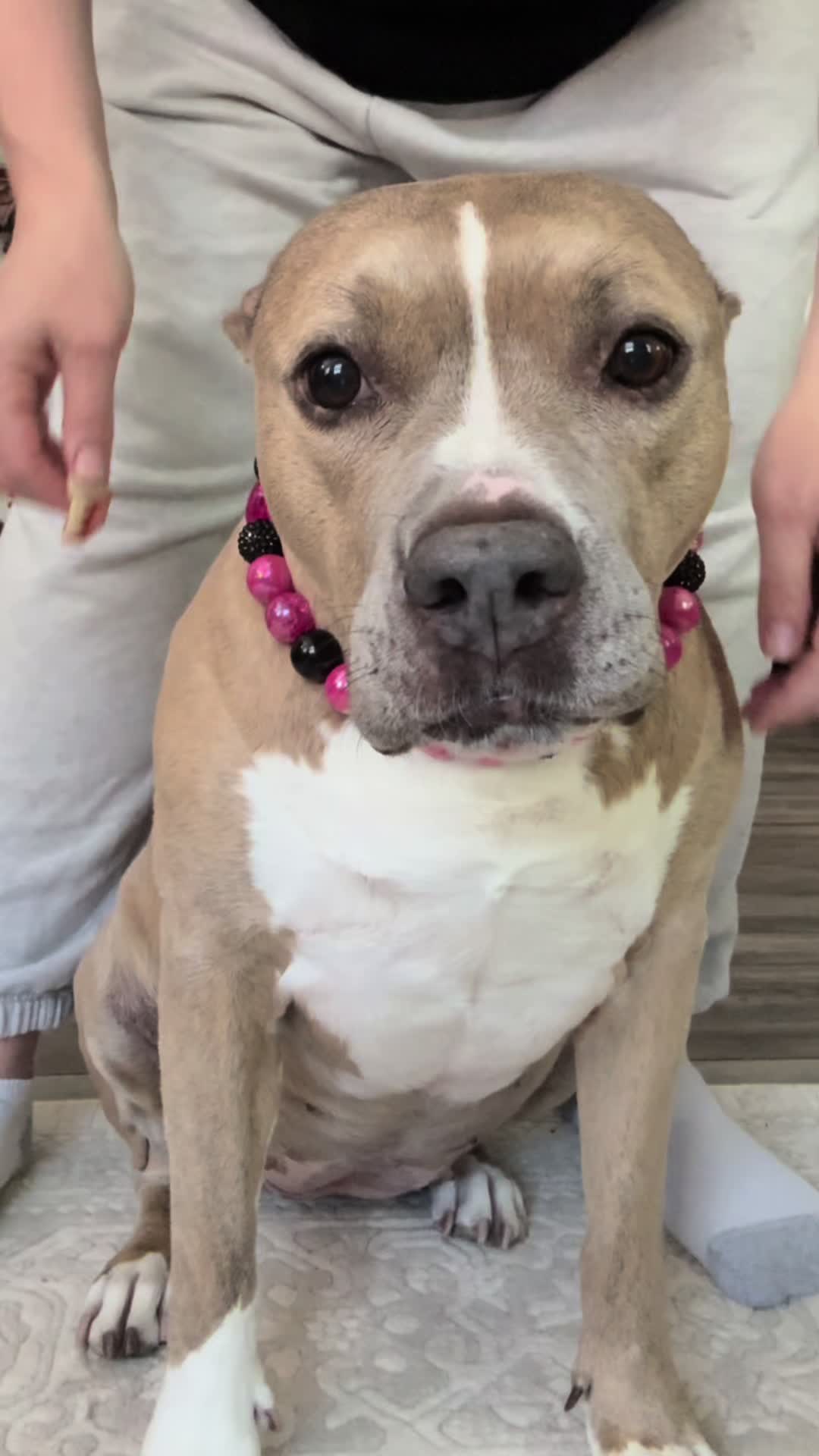 @Indie.pittie