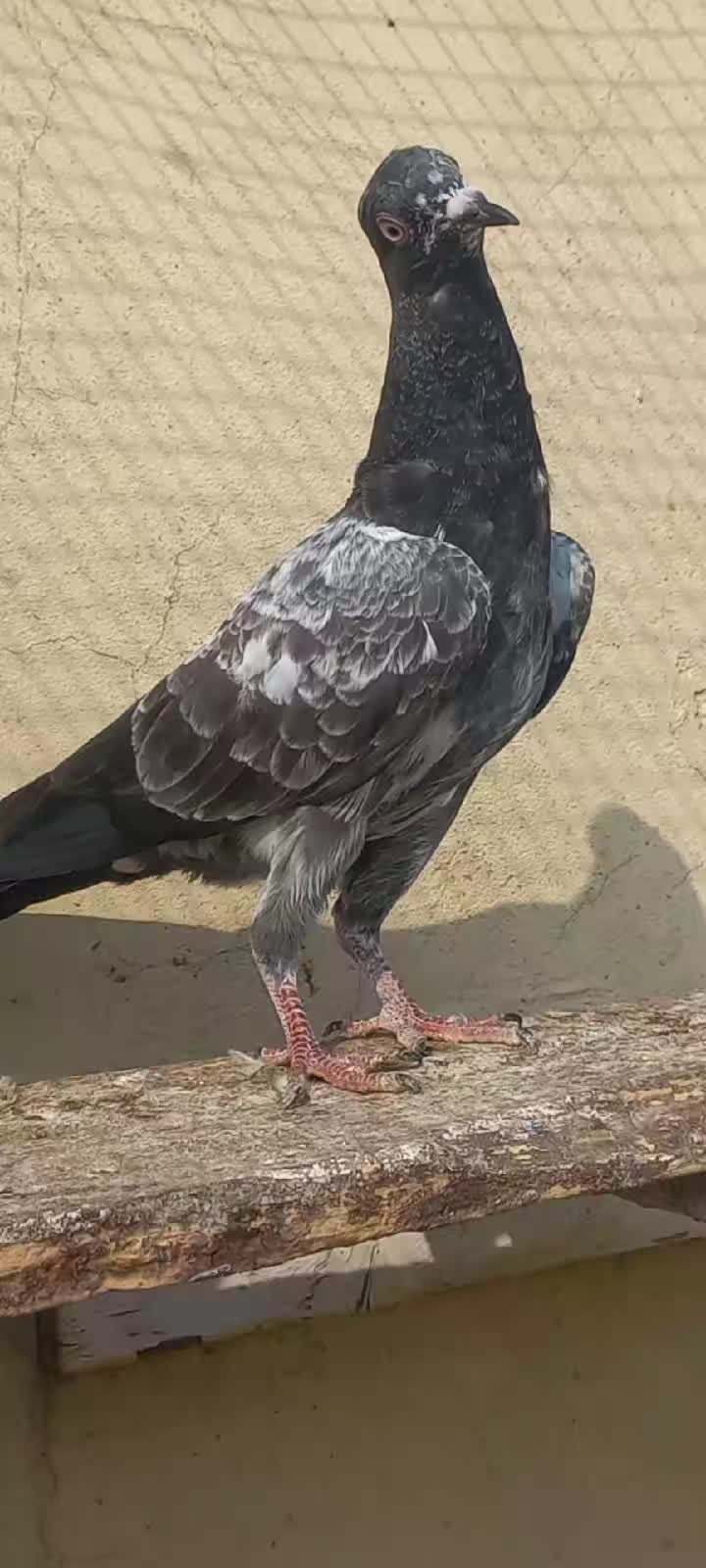 @Ranakasuripigeon