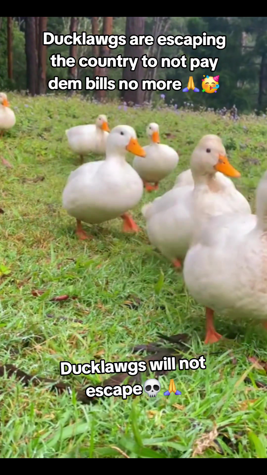 @donpollo2982