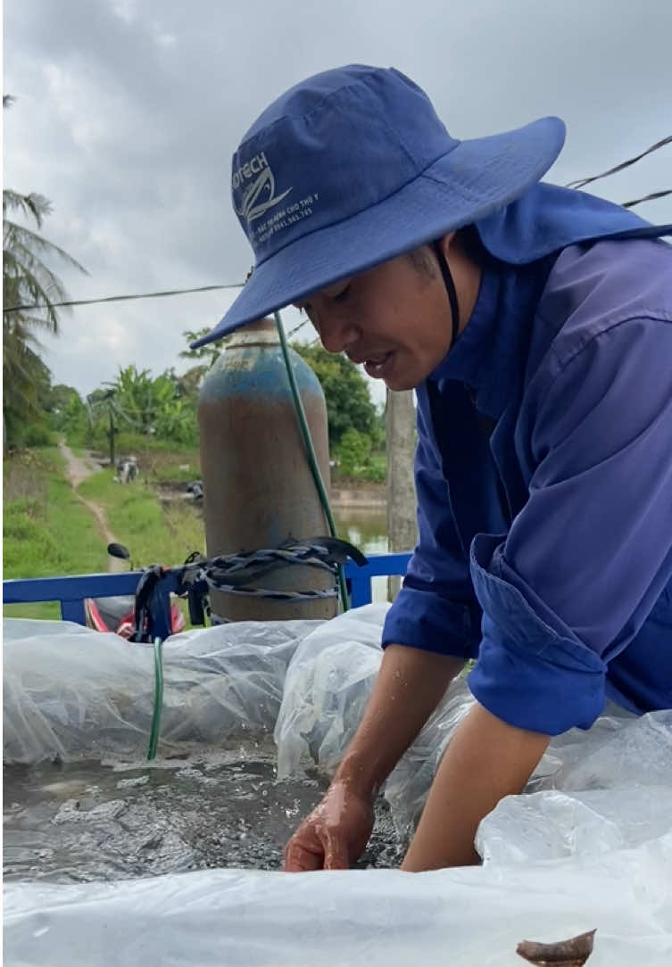 @Trại C&aacute; Giống Quang L&acirc;m