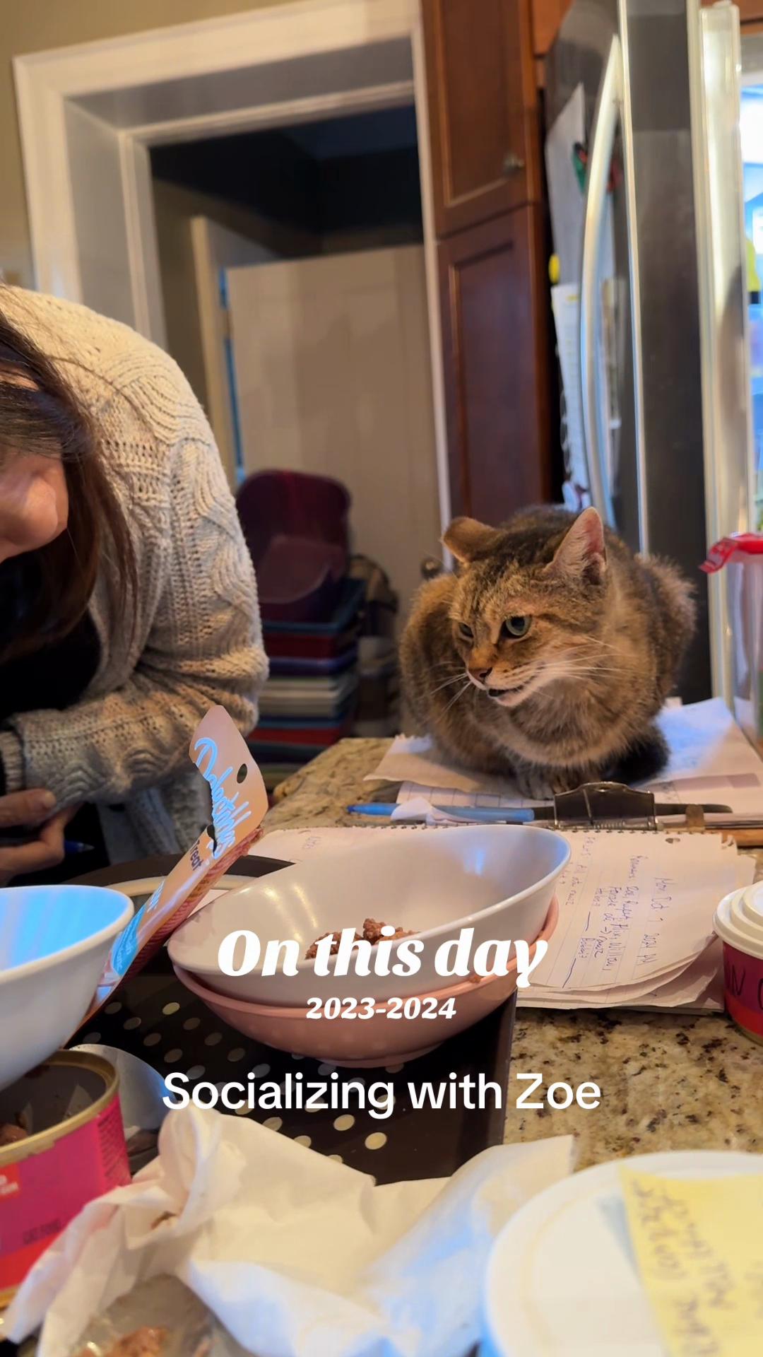 @North Toronto Cat Rescue