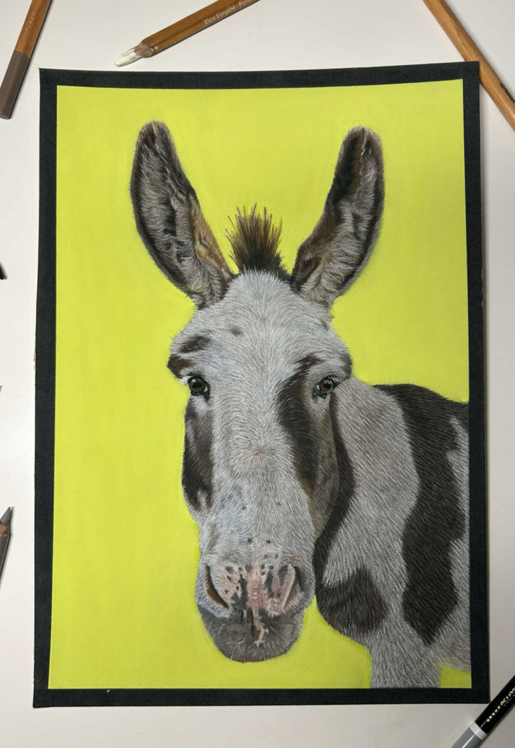 @Pet portraits