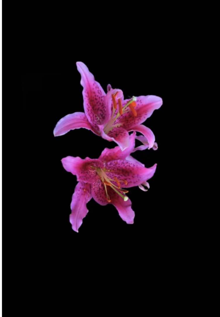 @𝐏𝐨𝐥𝐚'𝐒.𝐬𝐥𝐨𝐩❀