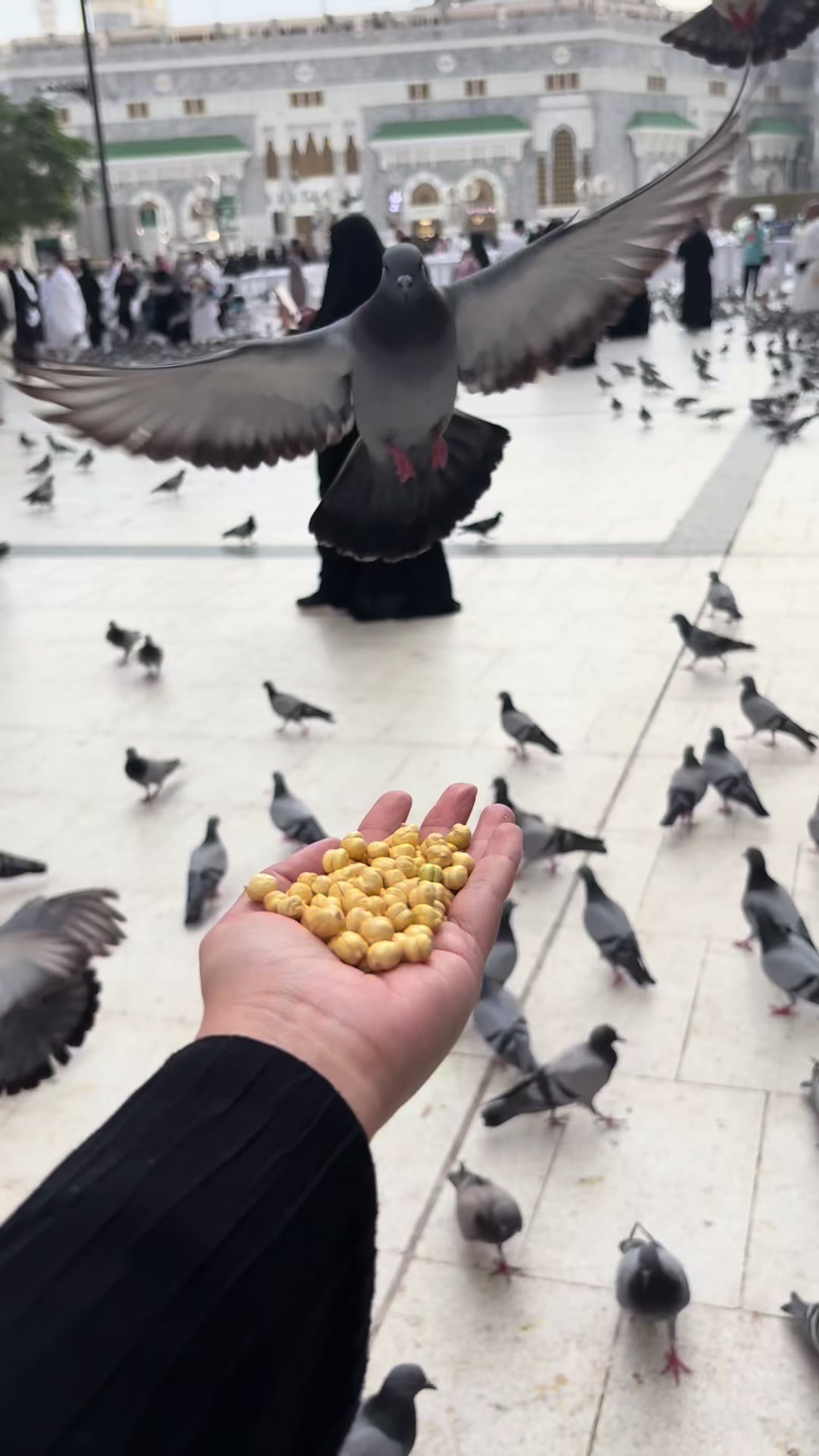 @سيلآ☂️