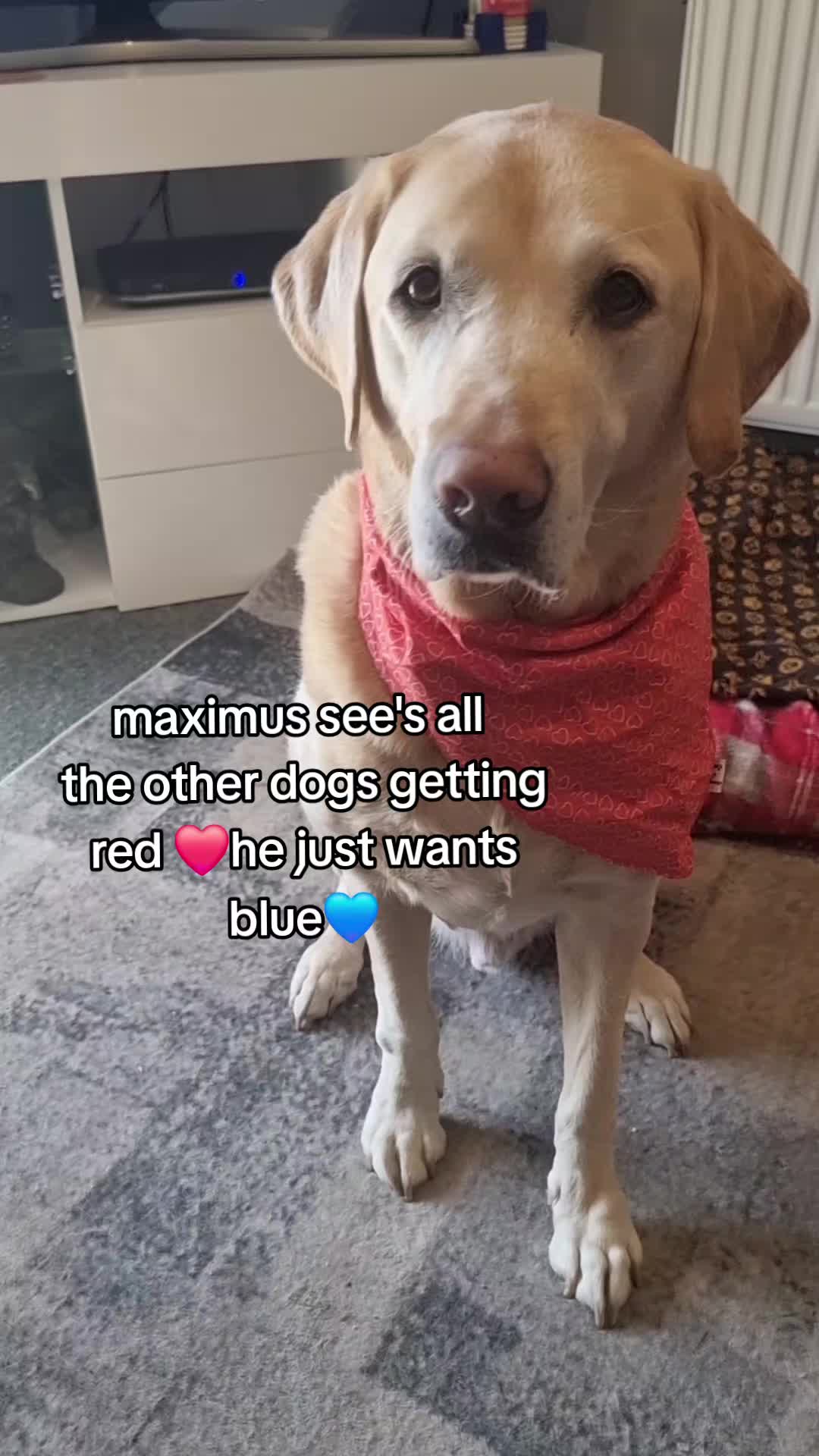 @🐾🐶maximus🐶🐾