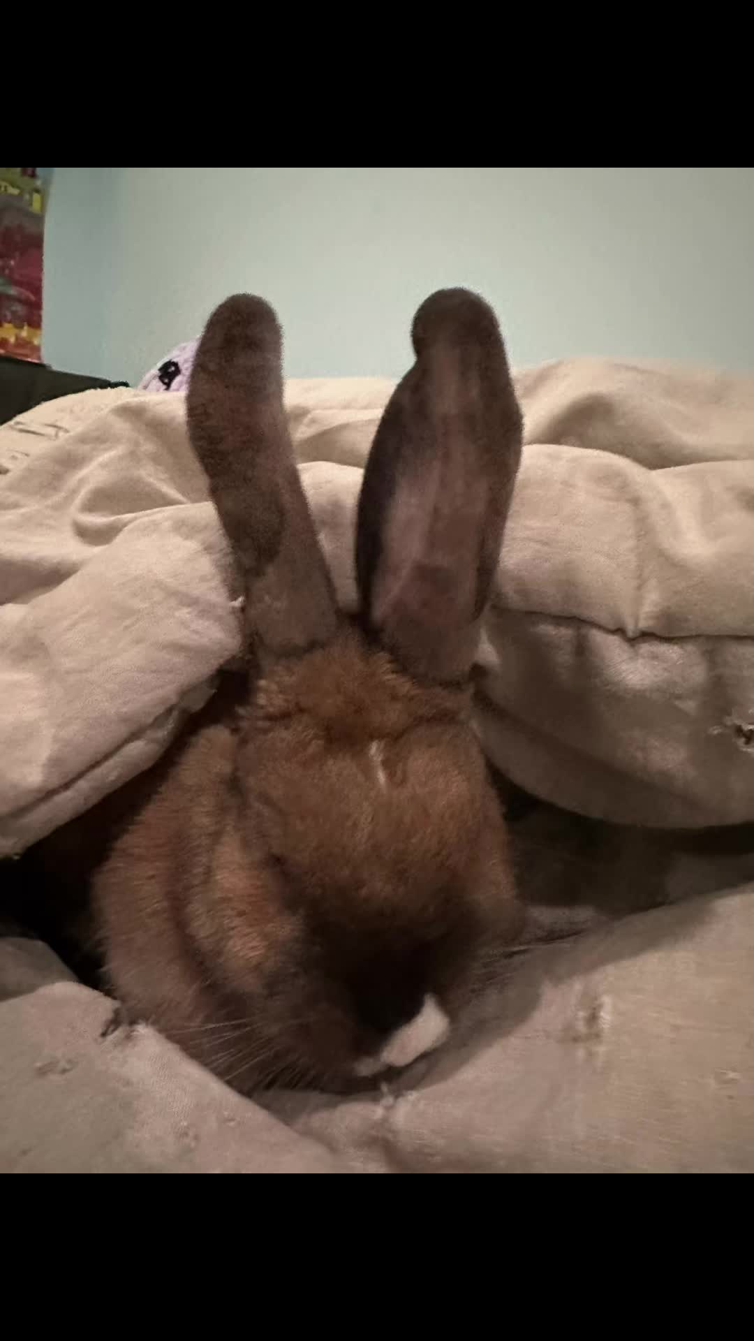 @honeythebunny24