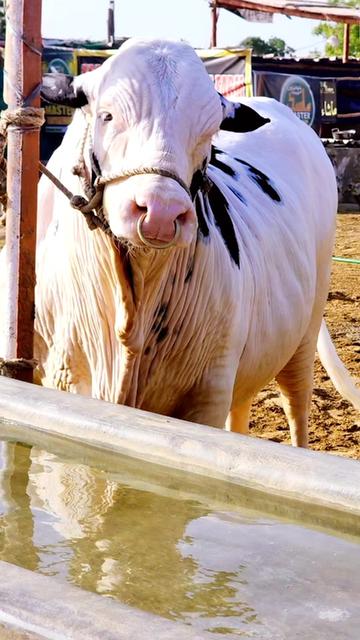 @Master Cattle Farm