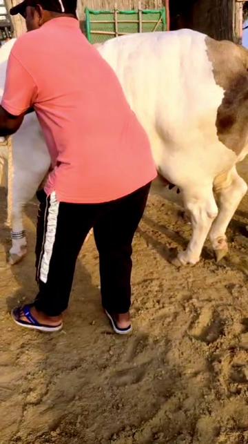 @Master Cattle Farm