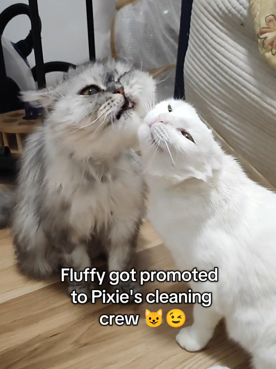 @Fluffy and Pixie