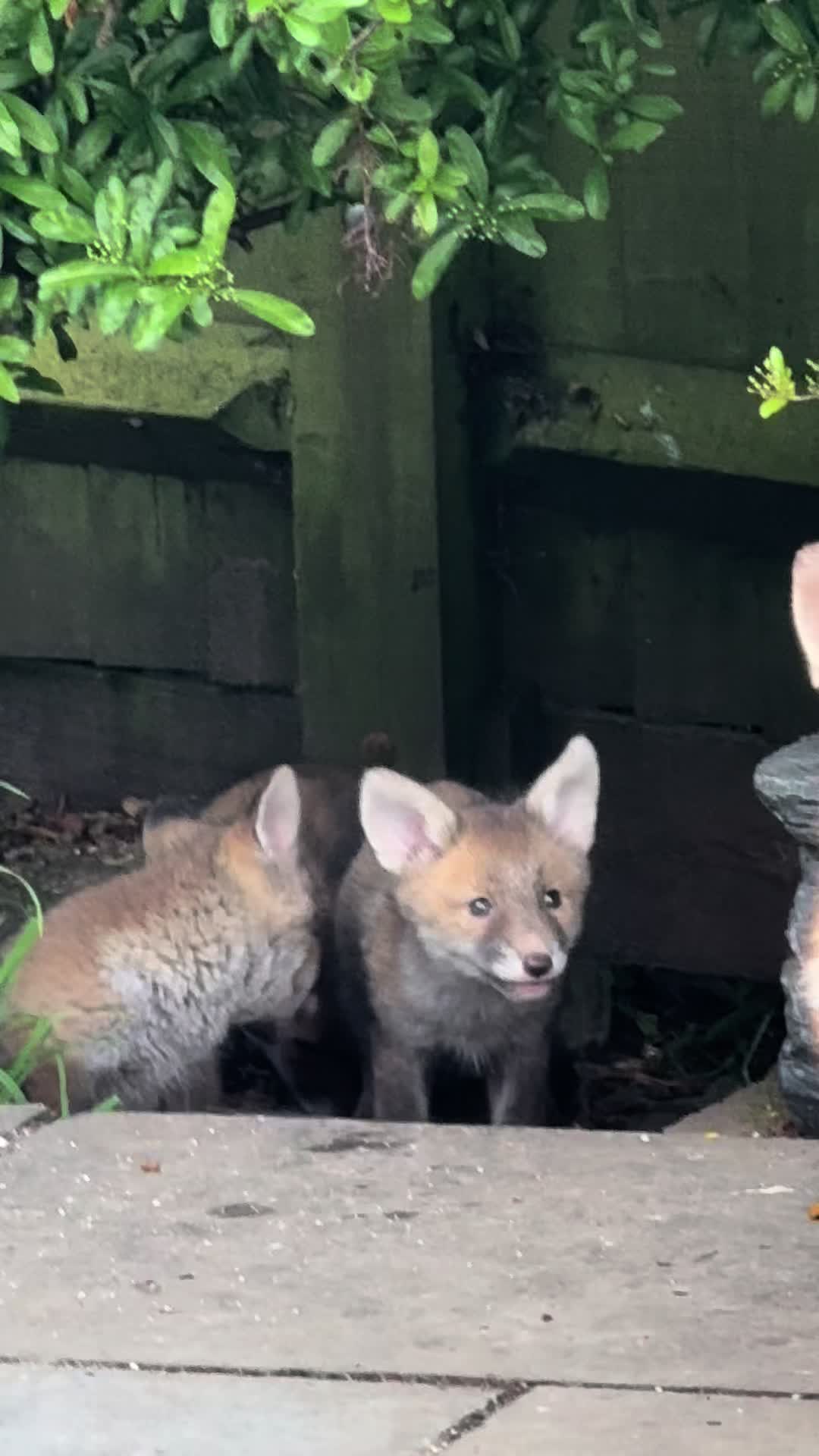 @gp_wildlife