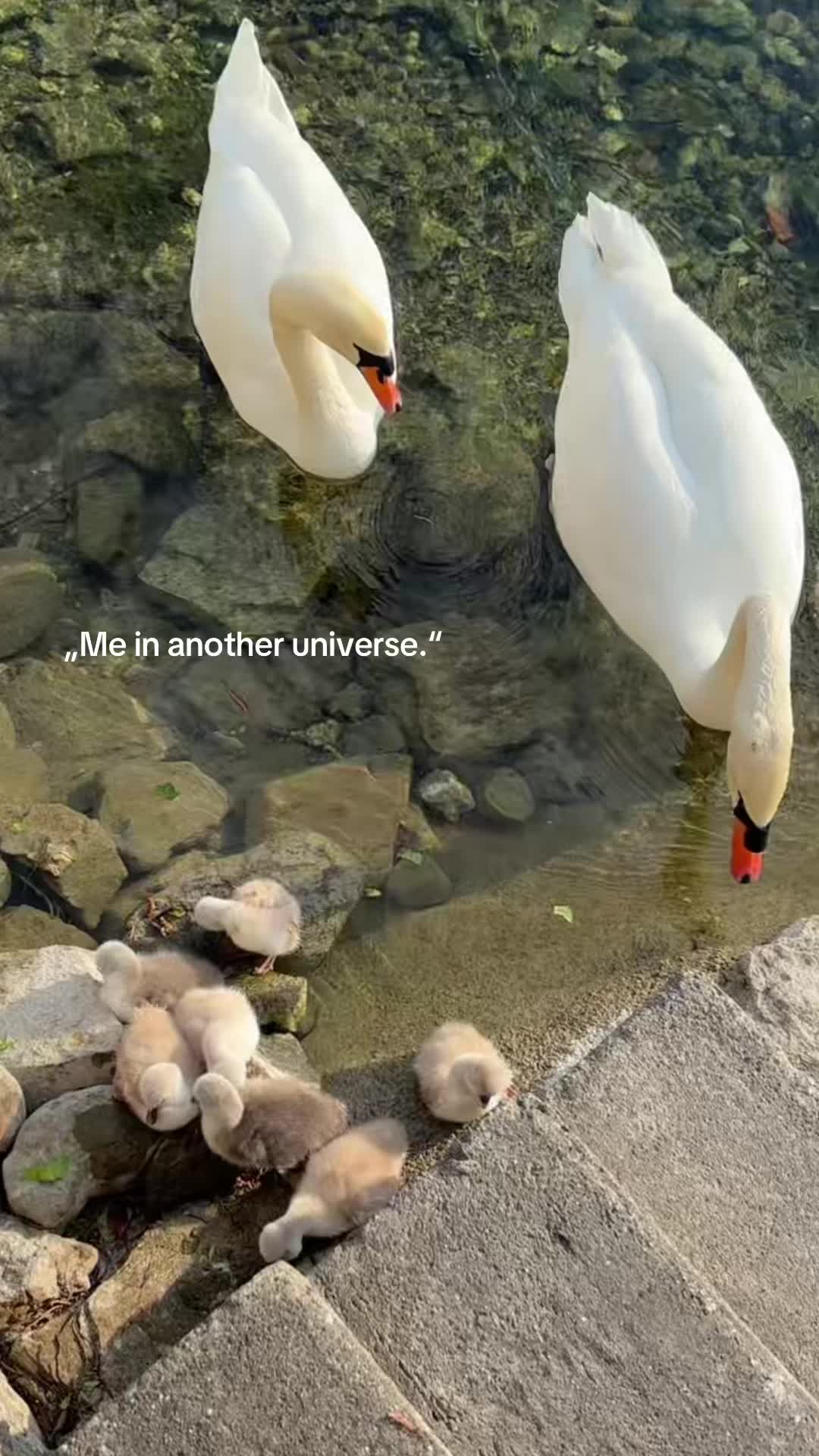 @oninamelian