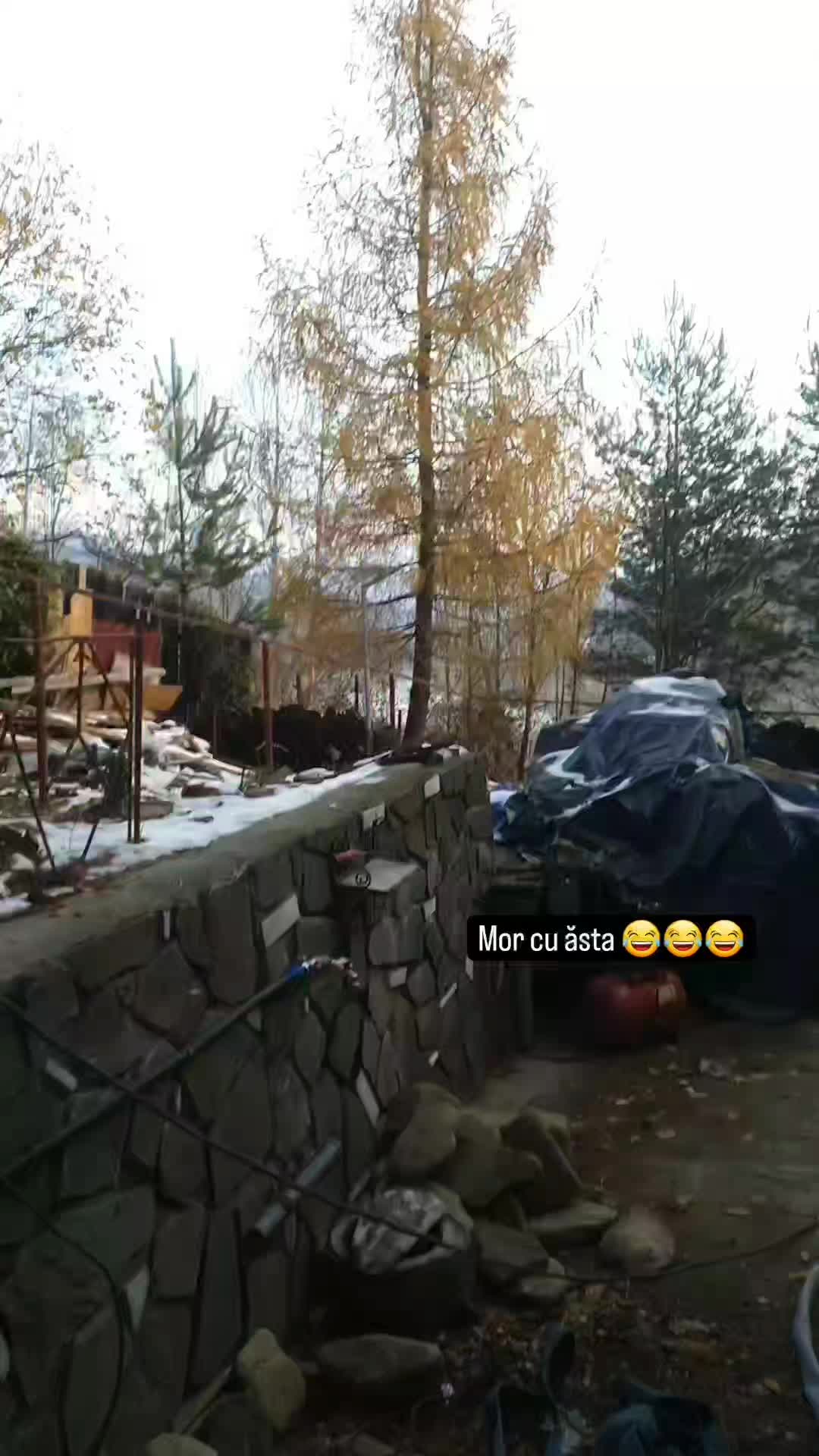 @Fofircă Liviu 🌲🌲