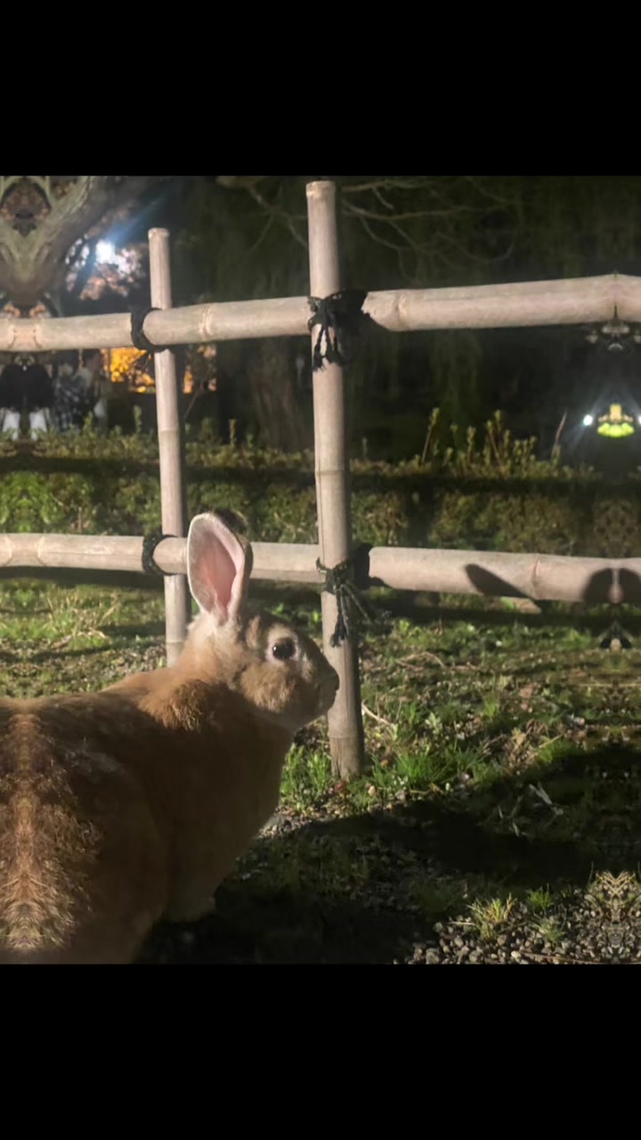 @和風wafu✨🐰🐰🐰🐰👿💕