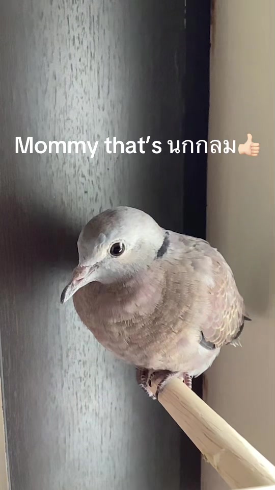 @Lemon_the_cockatiel