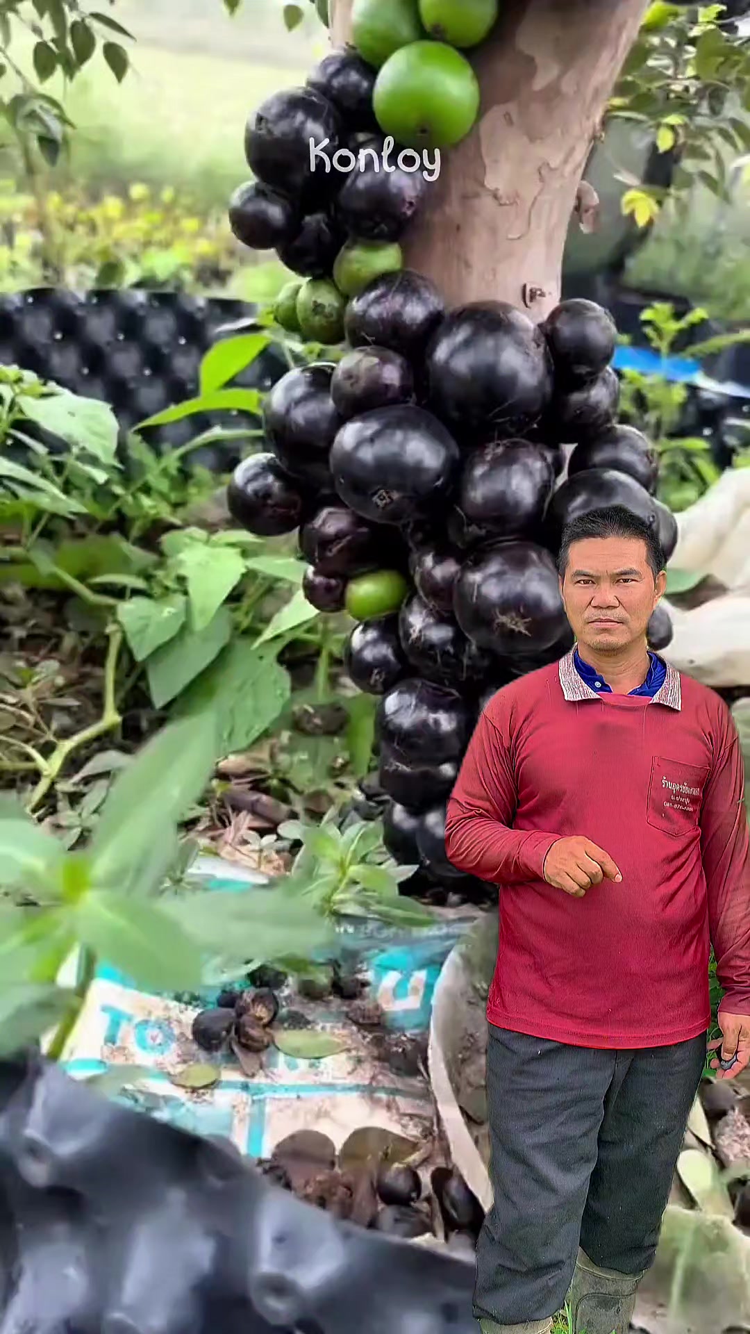 @Konloy