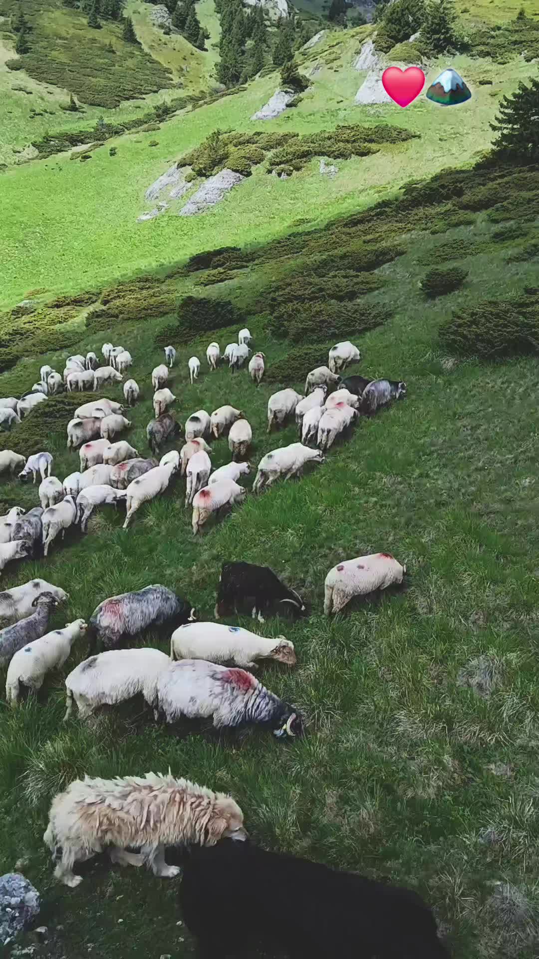 @Jidanu 🌲🐕🐑🌲❤️