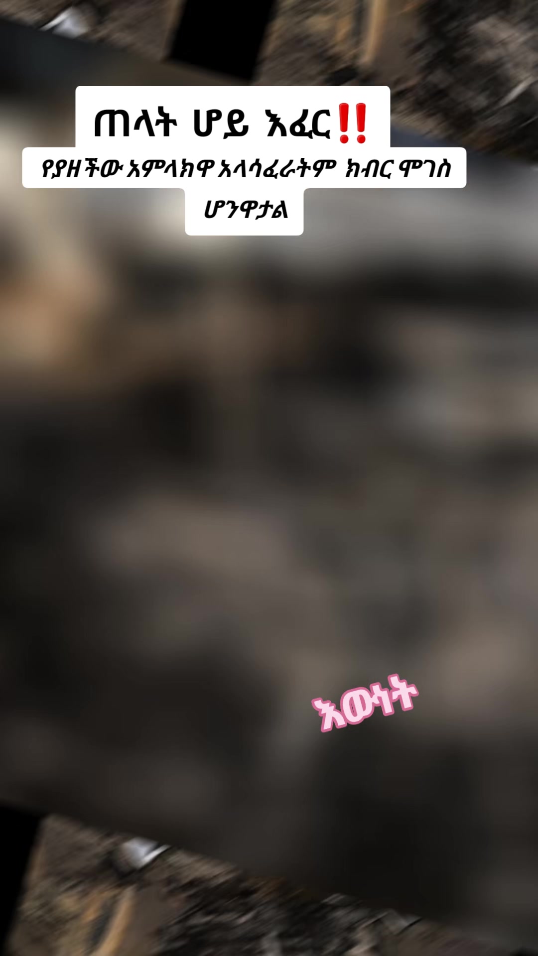 @แฅแแแต ๐ฌ