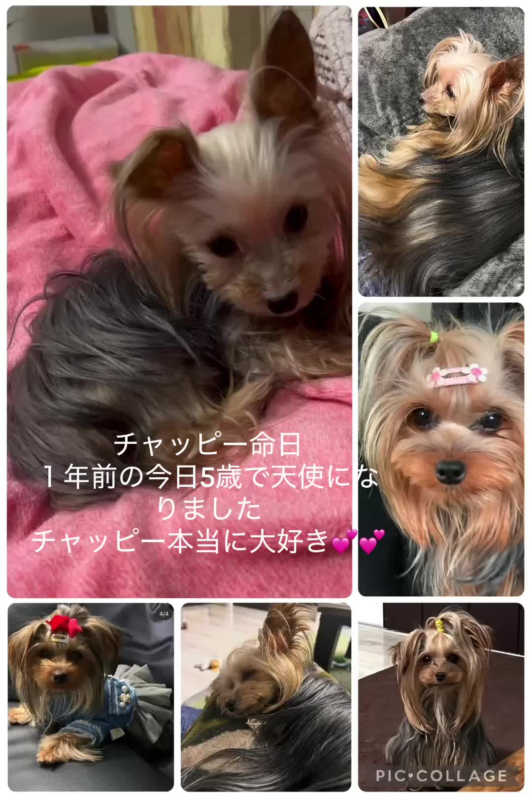 @ビビまるトンチャー