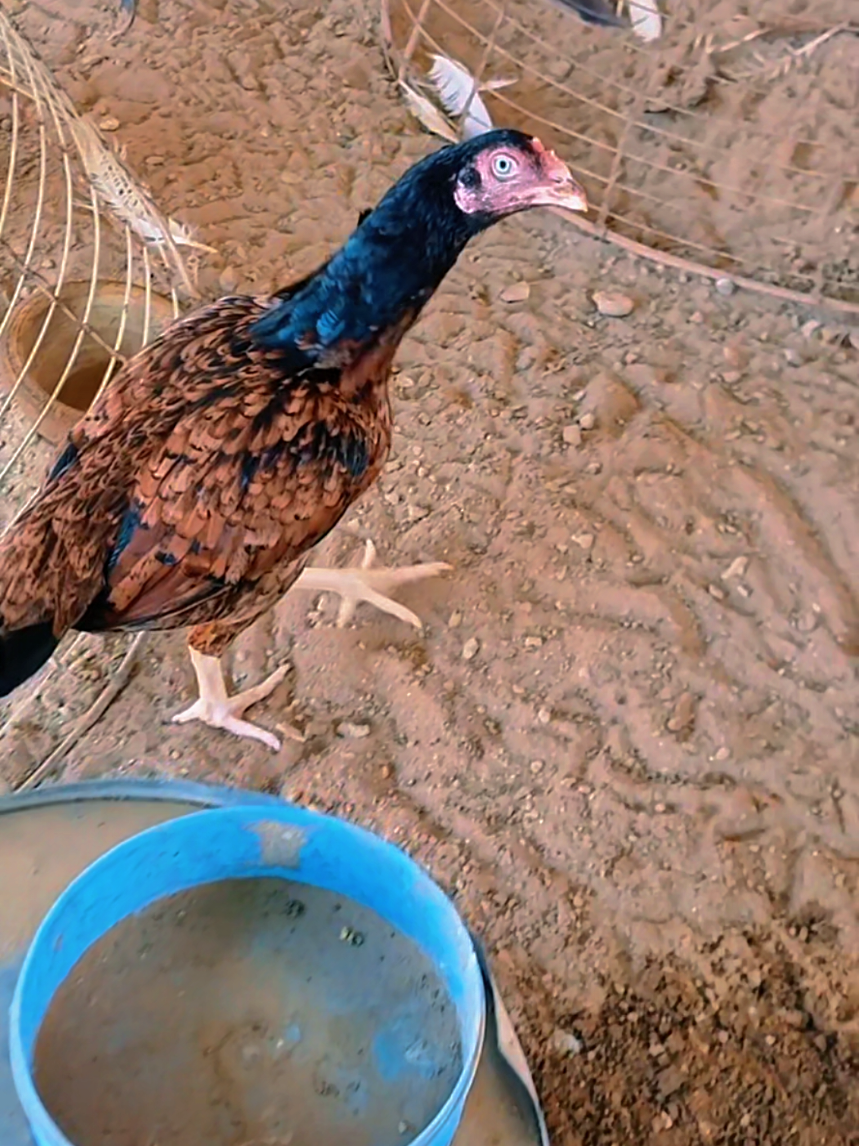 @Sajjad Aseel Farm