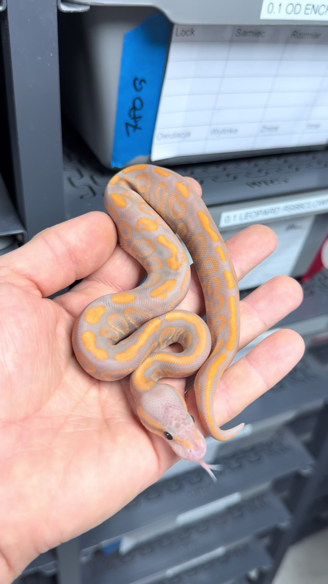 @MasgenReptiles