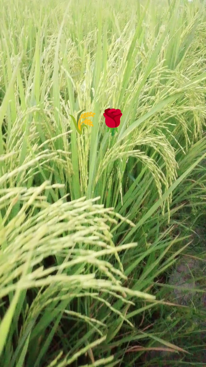 @amiriqbal1103