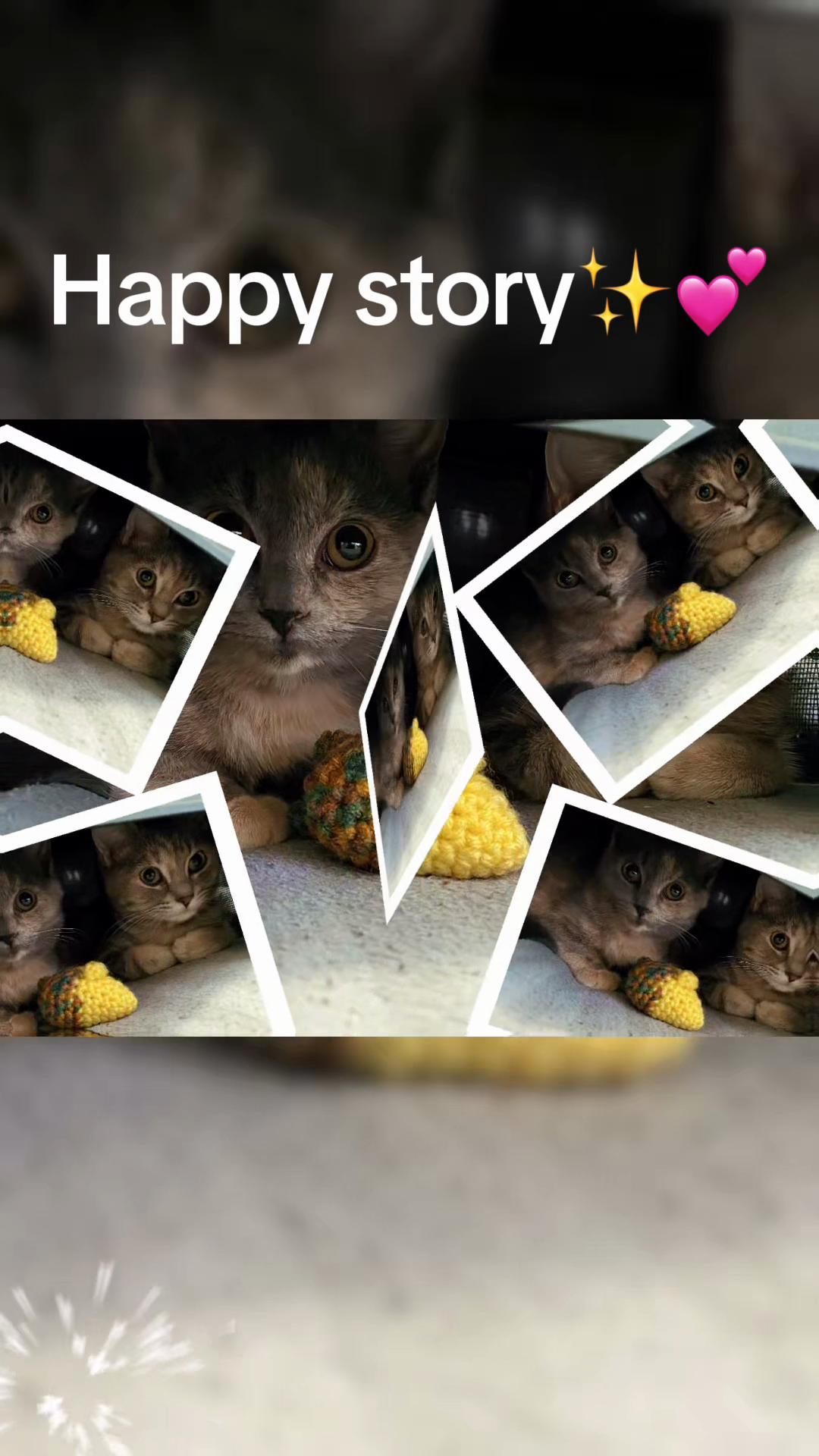 @North Toronto Cat Rescue