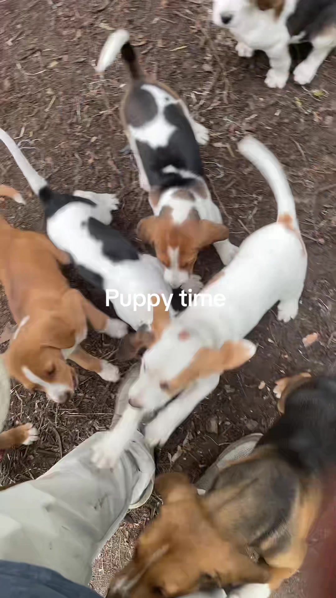 @3DeepKennels