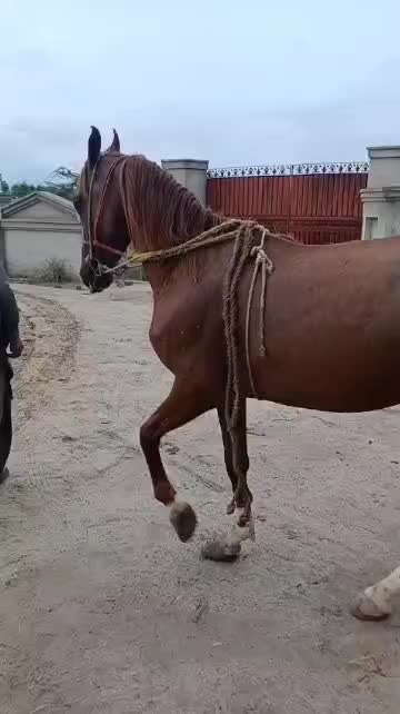 @Only Horse Video 🐴🐴
