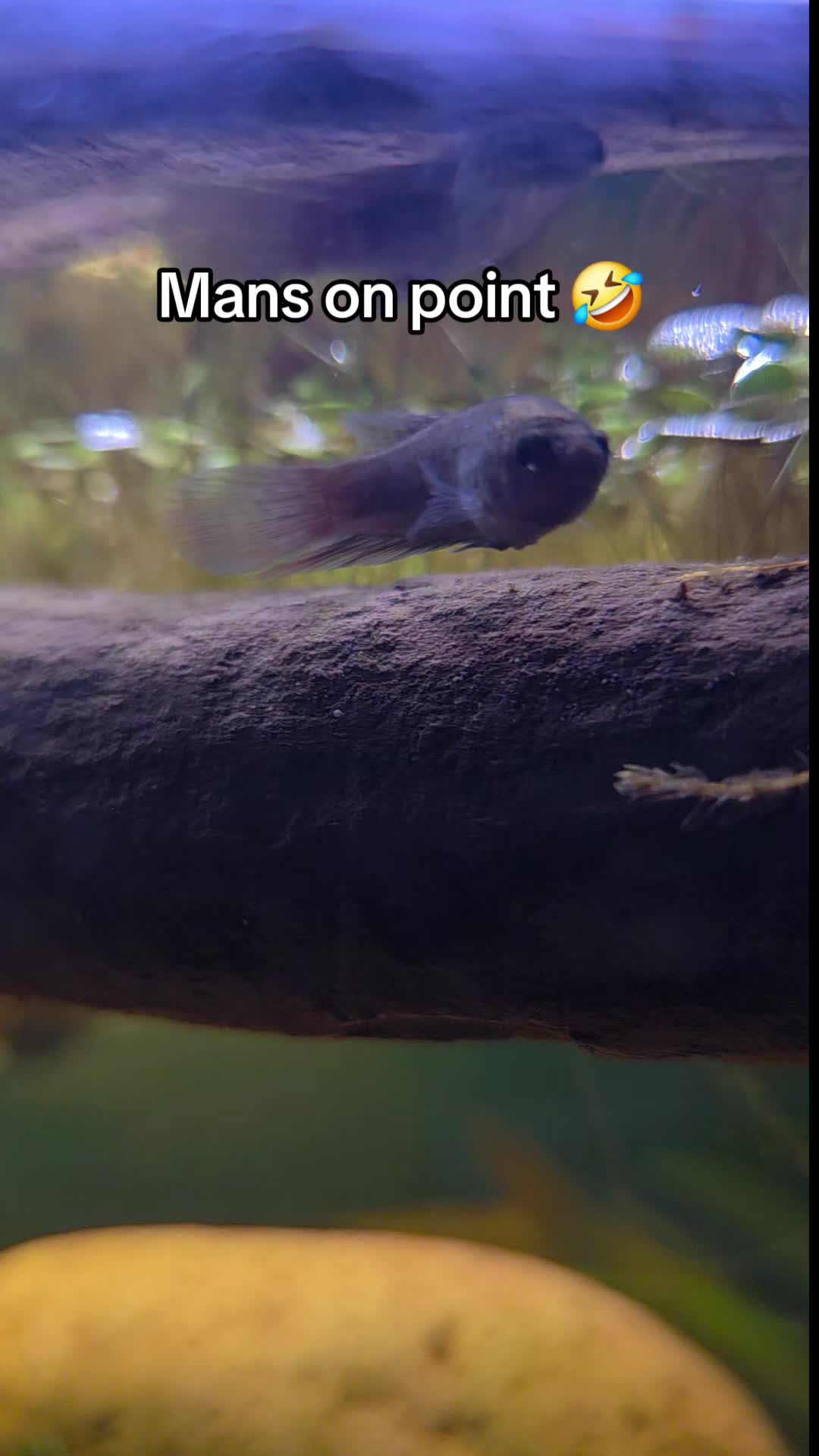 @ella aquatics
