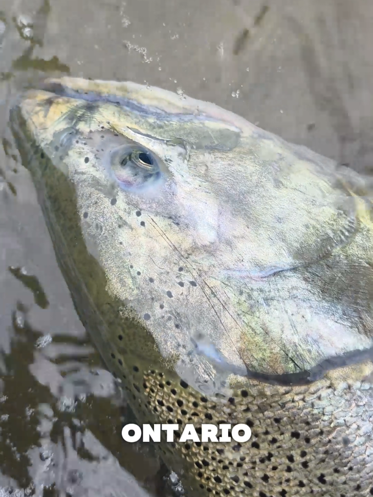 @FishingParadise