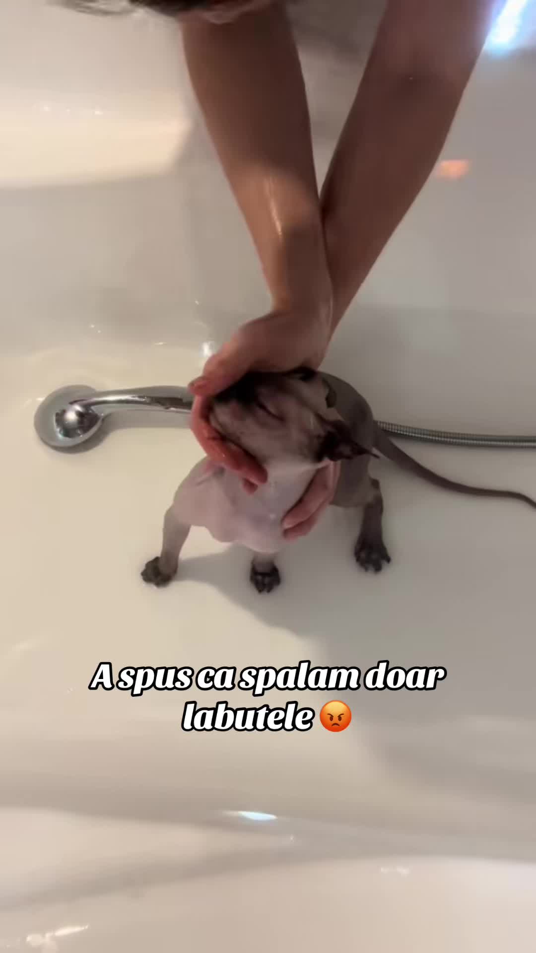 @Diana Ciortan Sphynx Romania
