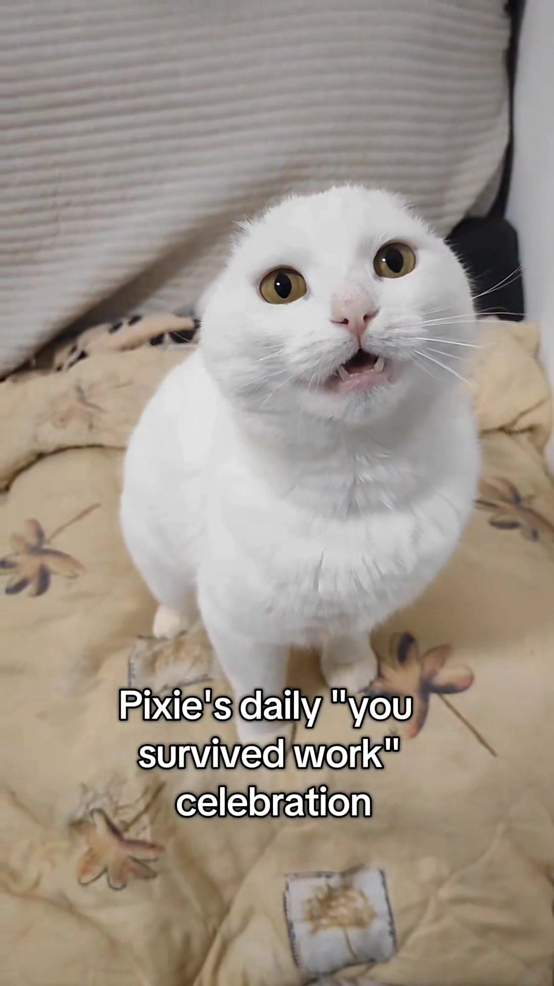 @Fluffy - the persian cat