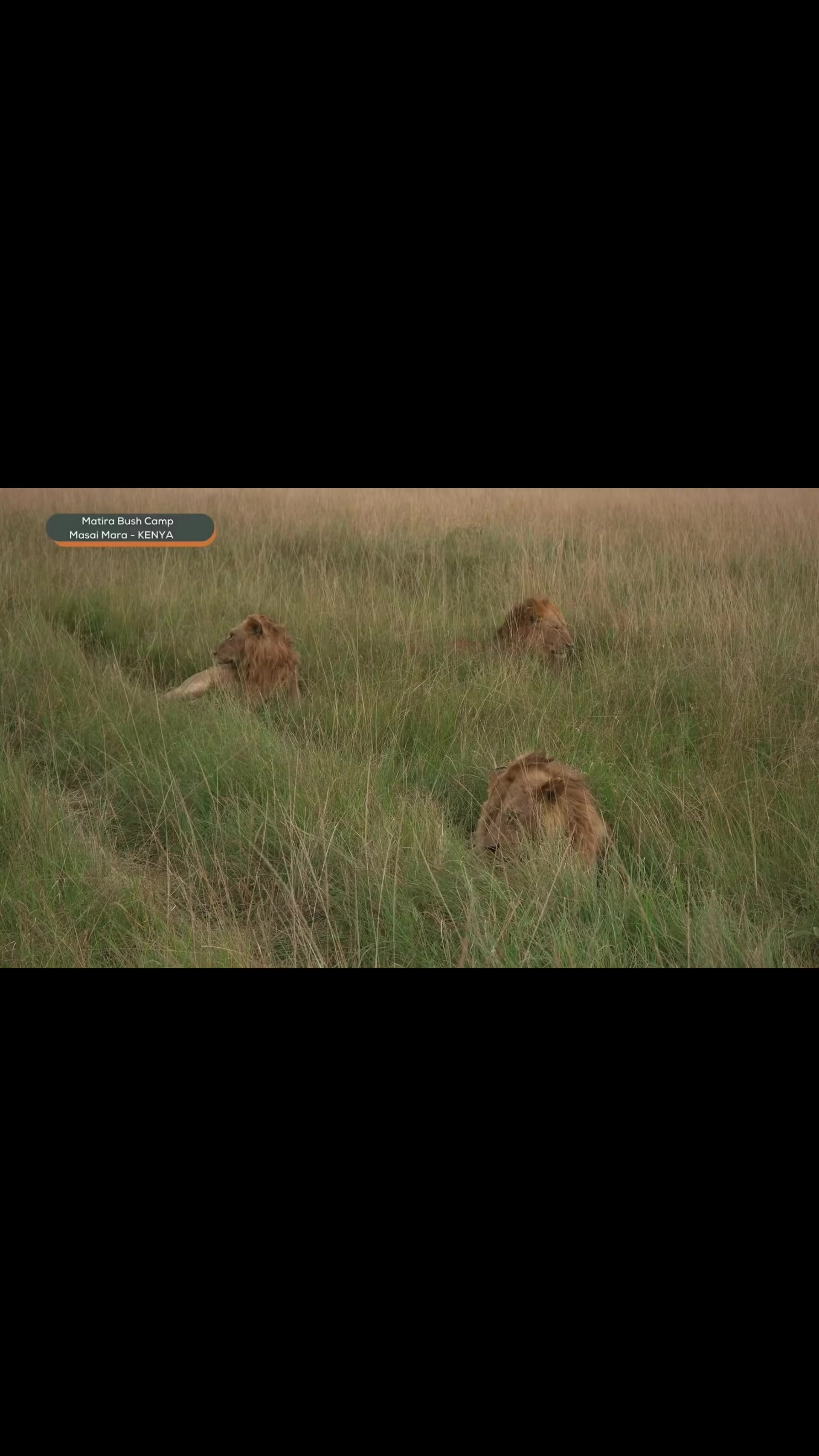 @lion_world5