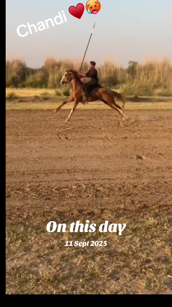@Ch Hammad bokan &hearts;️🐎
