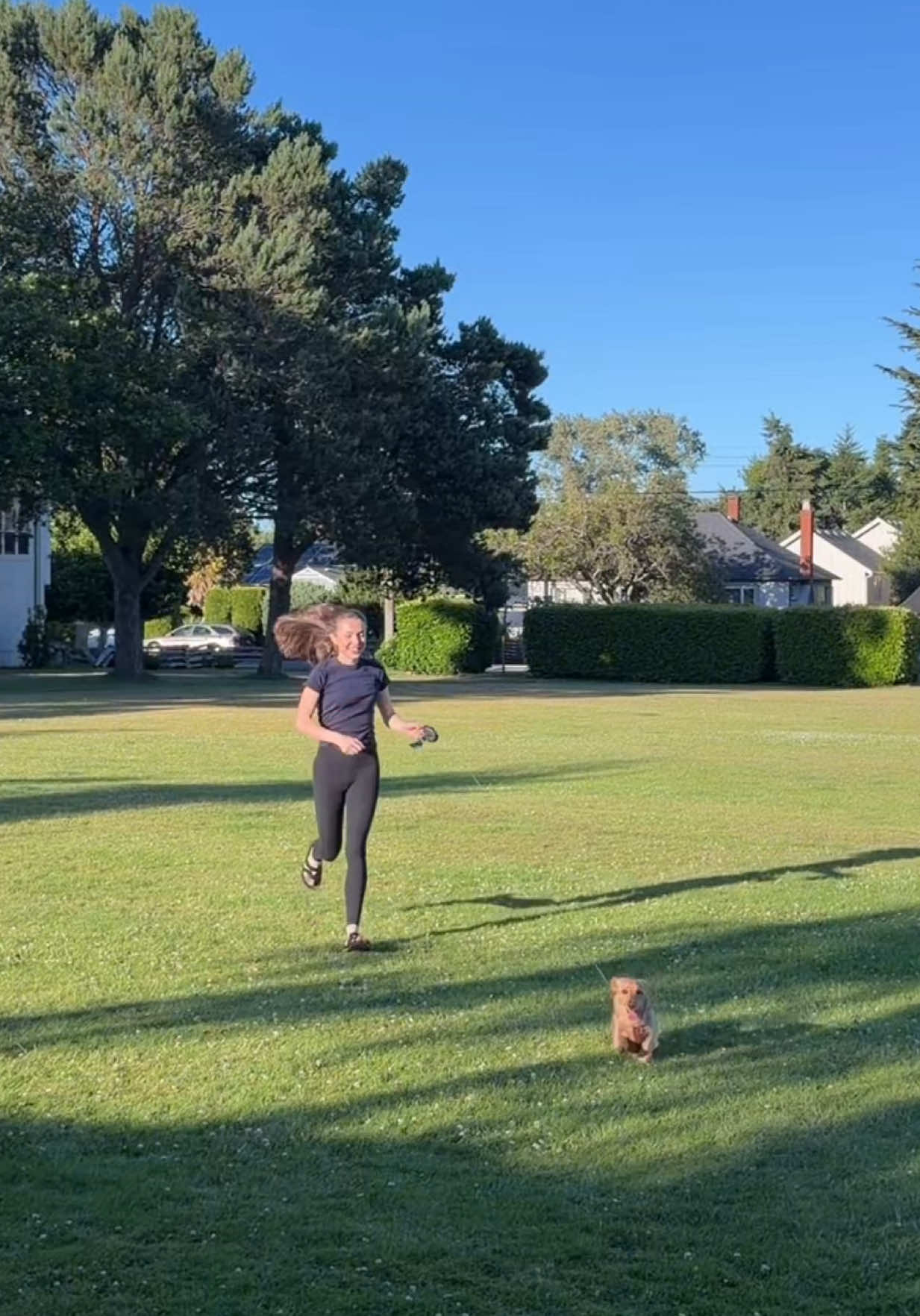 @cashewdachshund