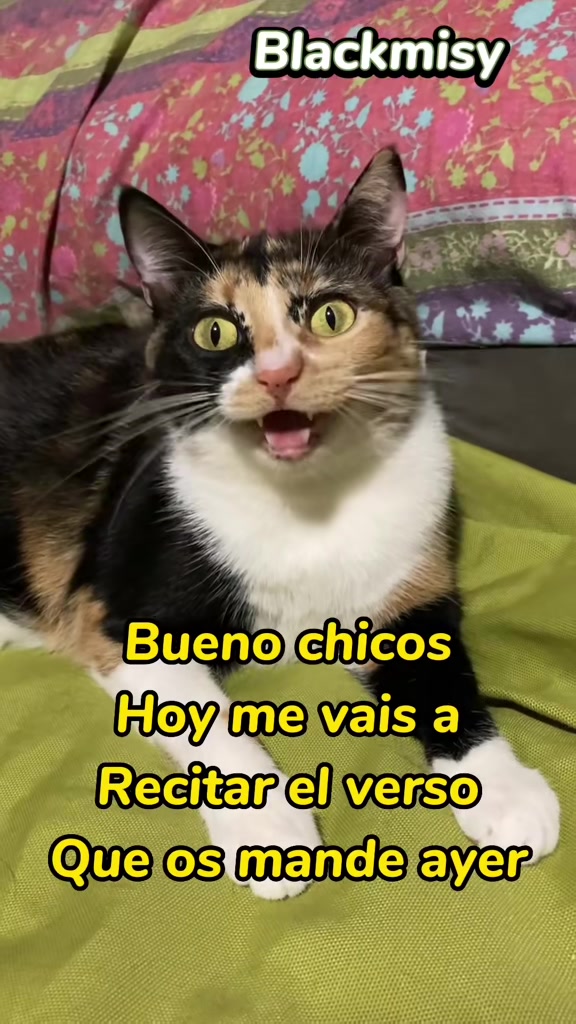 @BlackMisy