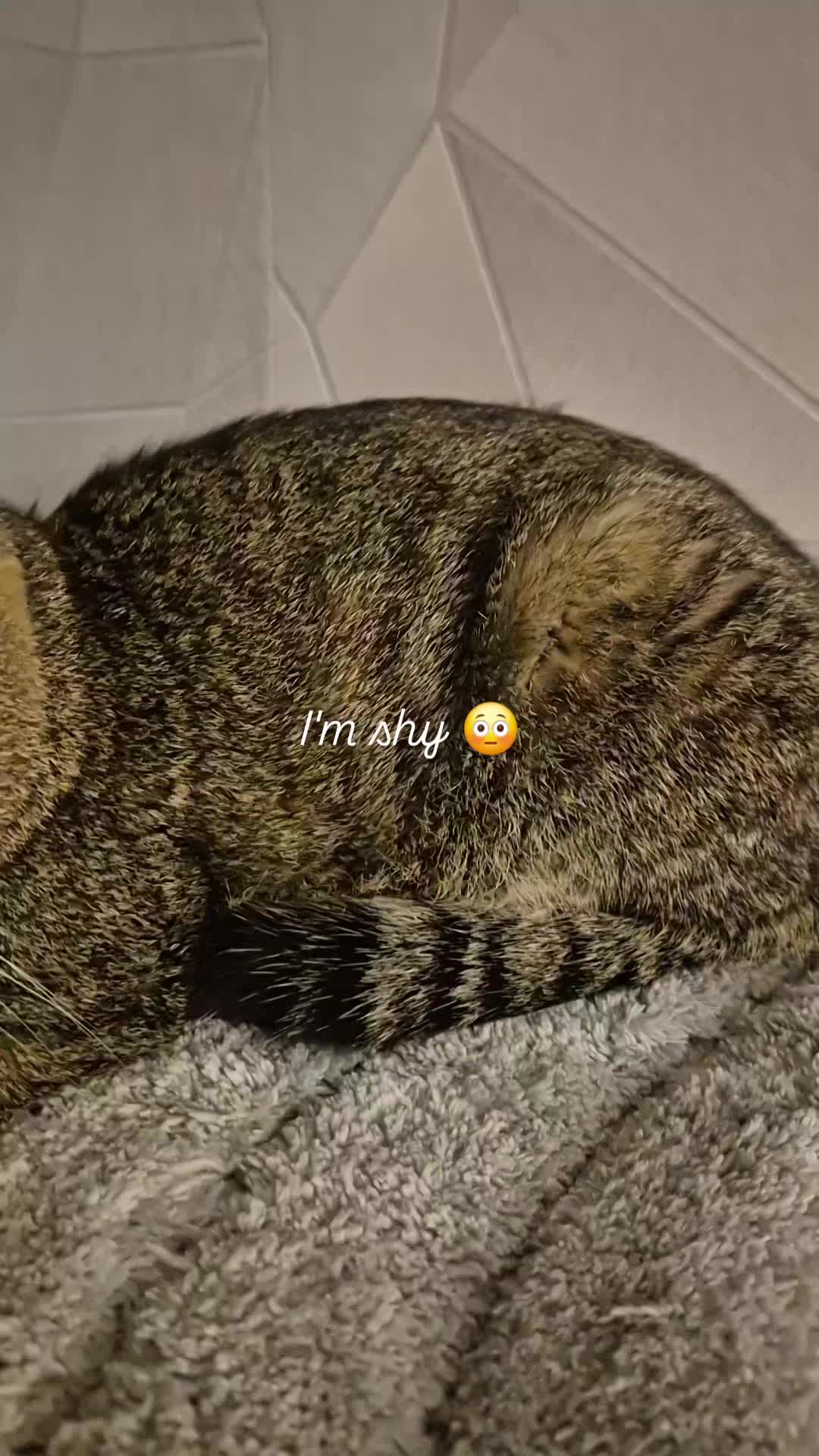@Simbathestarr