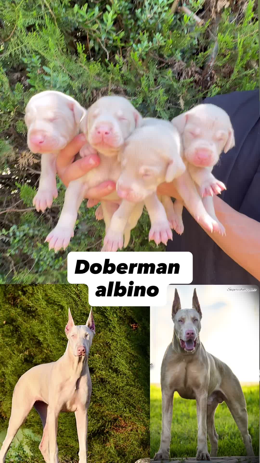 @Mascotas ,cachorritos bonitos
