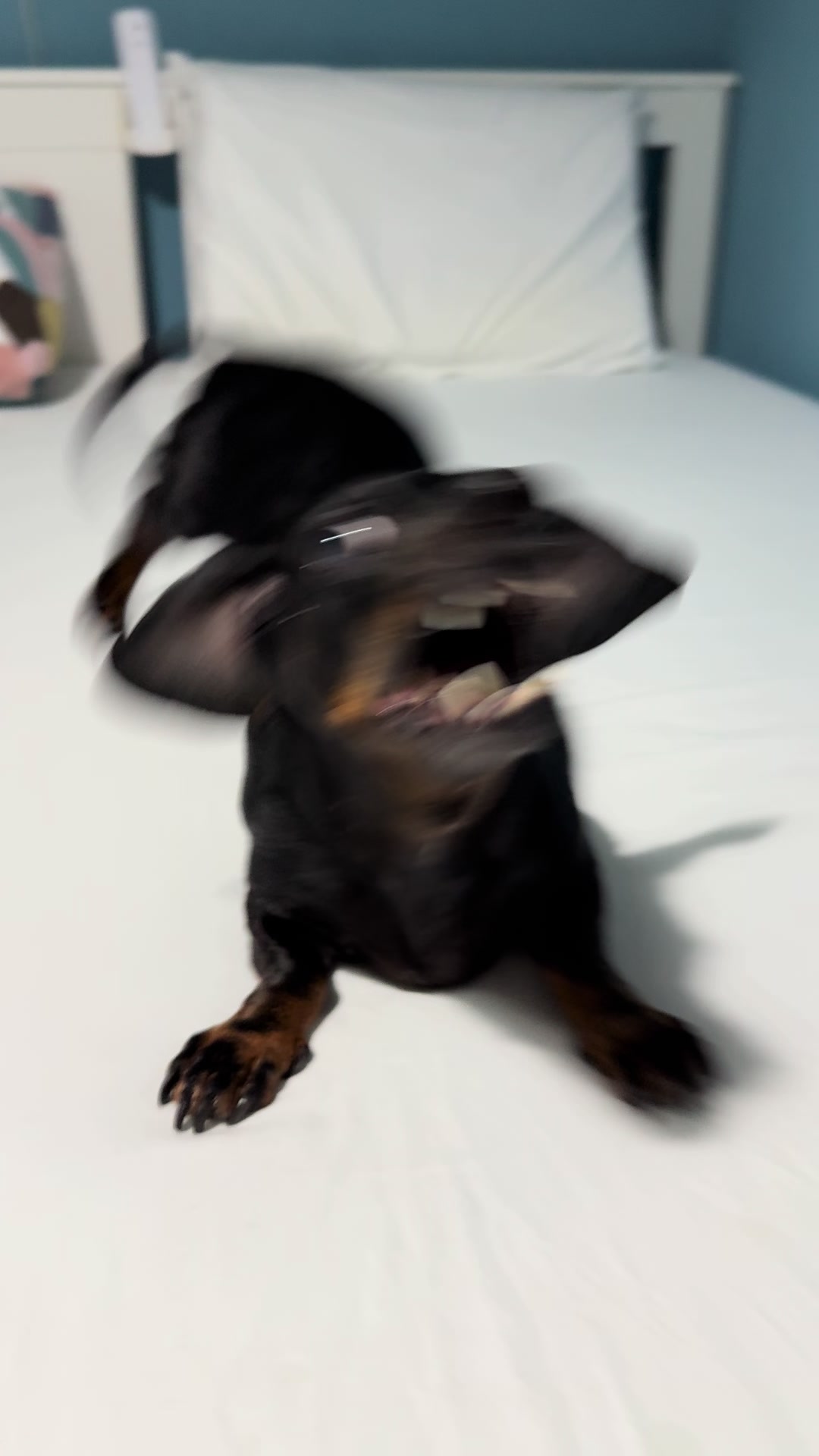 @🐾 Pajti kalandjai 🐾