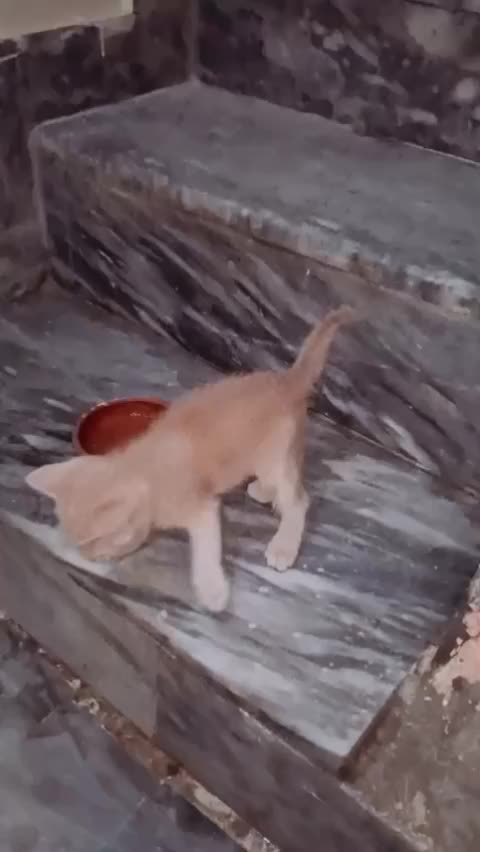 @cutecatlover8172